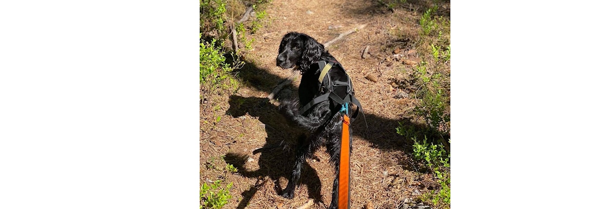 Ny hundekjører: Minikurs i trekktrening med hund
